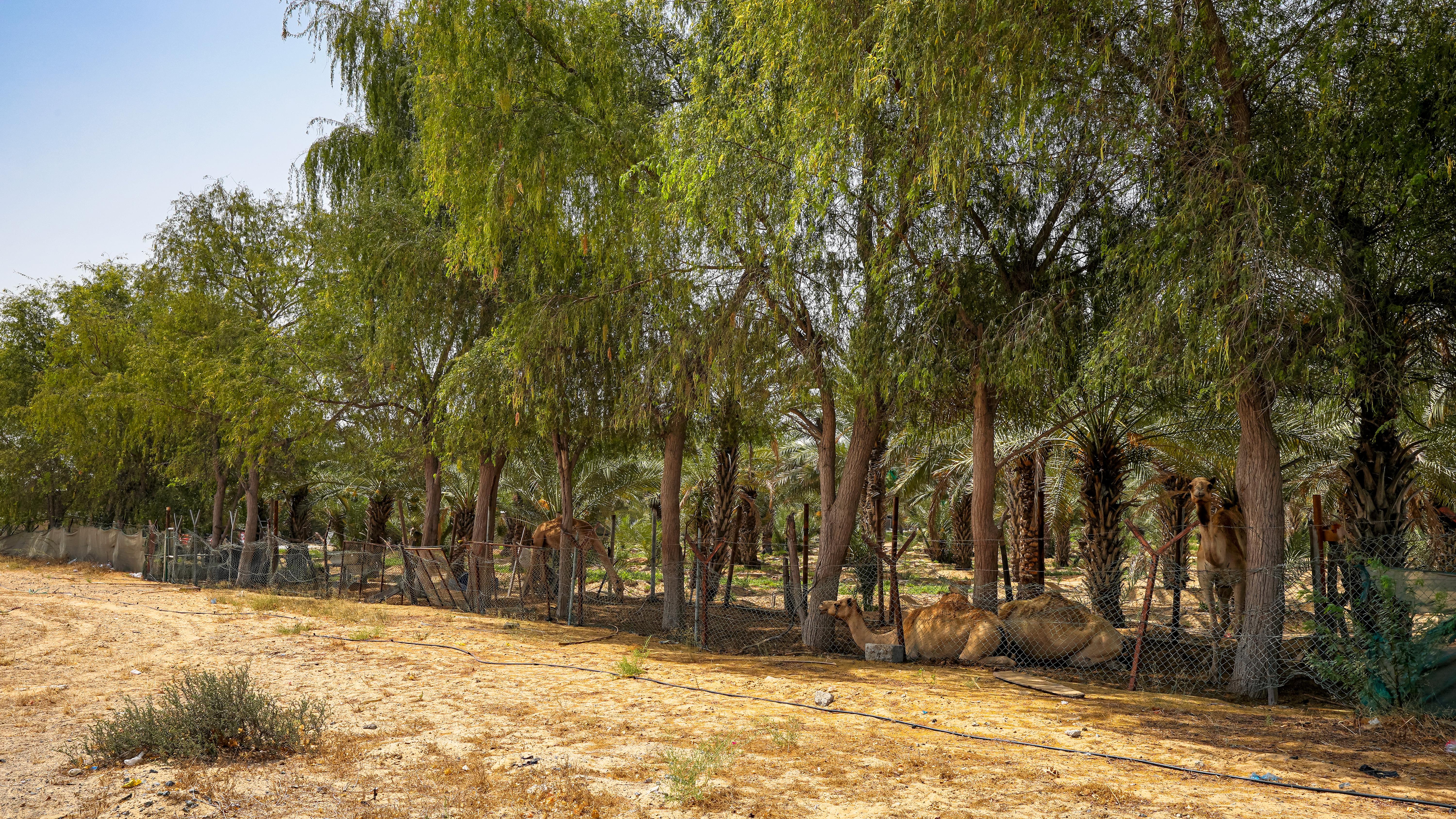 Al Zahya